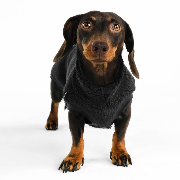 Teddy Shirt für Dackel in Schwarz