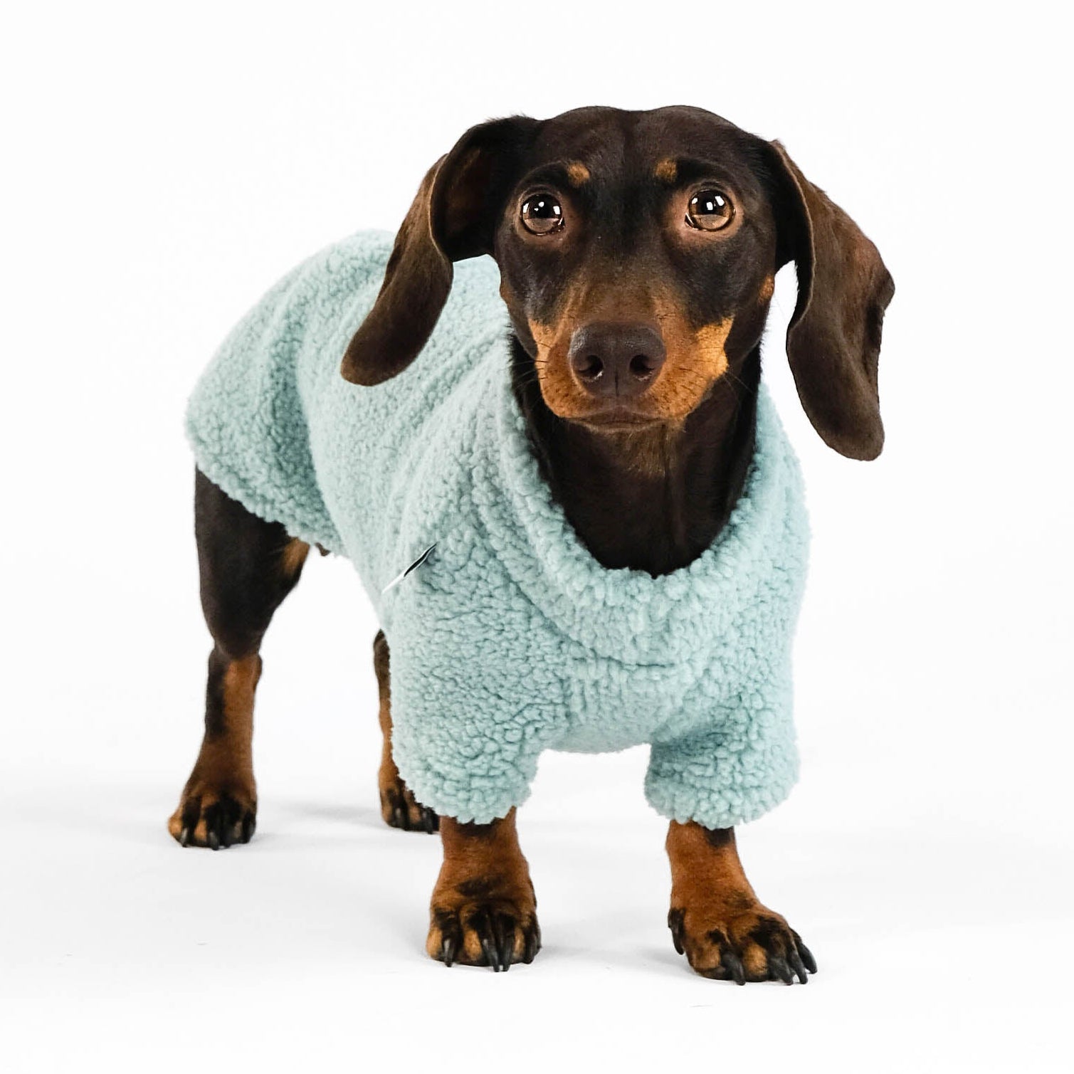 Teddy Pullover für Dackel in Mint