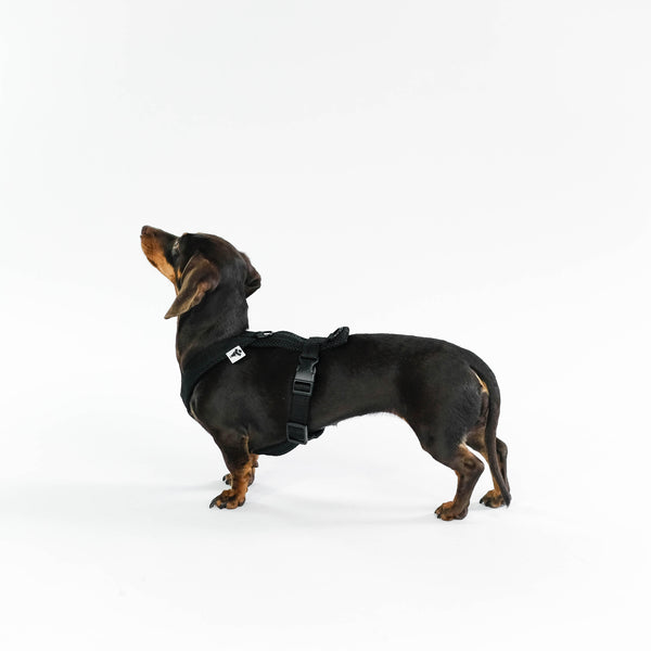 Dachshund Harness