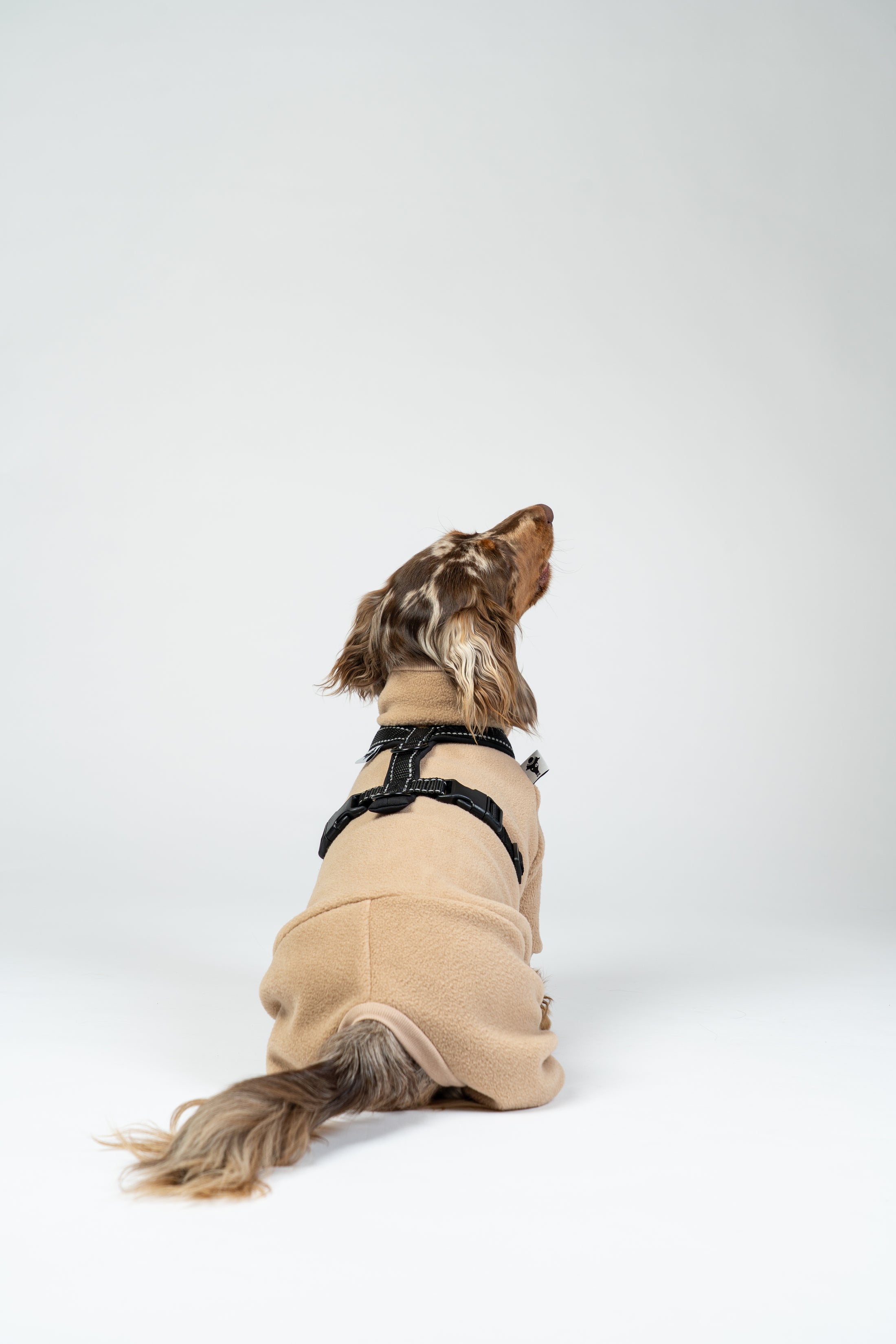 Zwergdackel trägt das Karma Hund Geschirr über einen Karma Hund Dackel Overall.