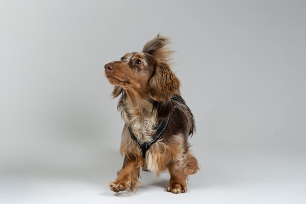 Langhaar-Zwergdackel im maßgeschneiderten Karma Hund Geschirr – rutschfeste Passform.