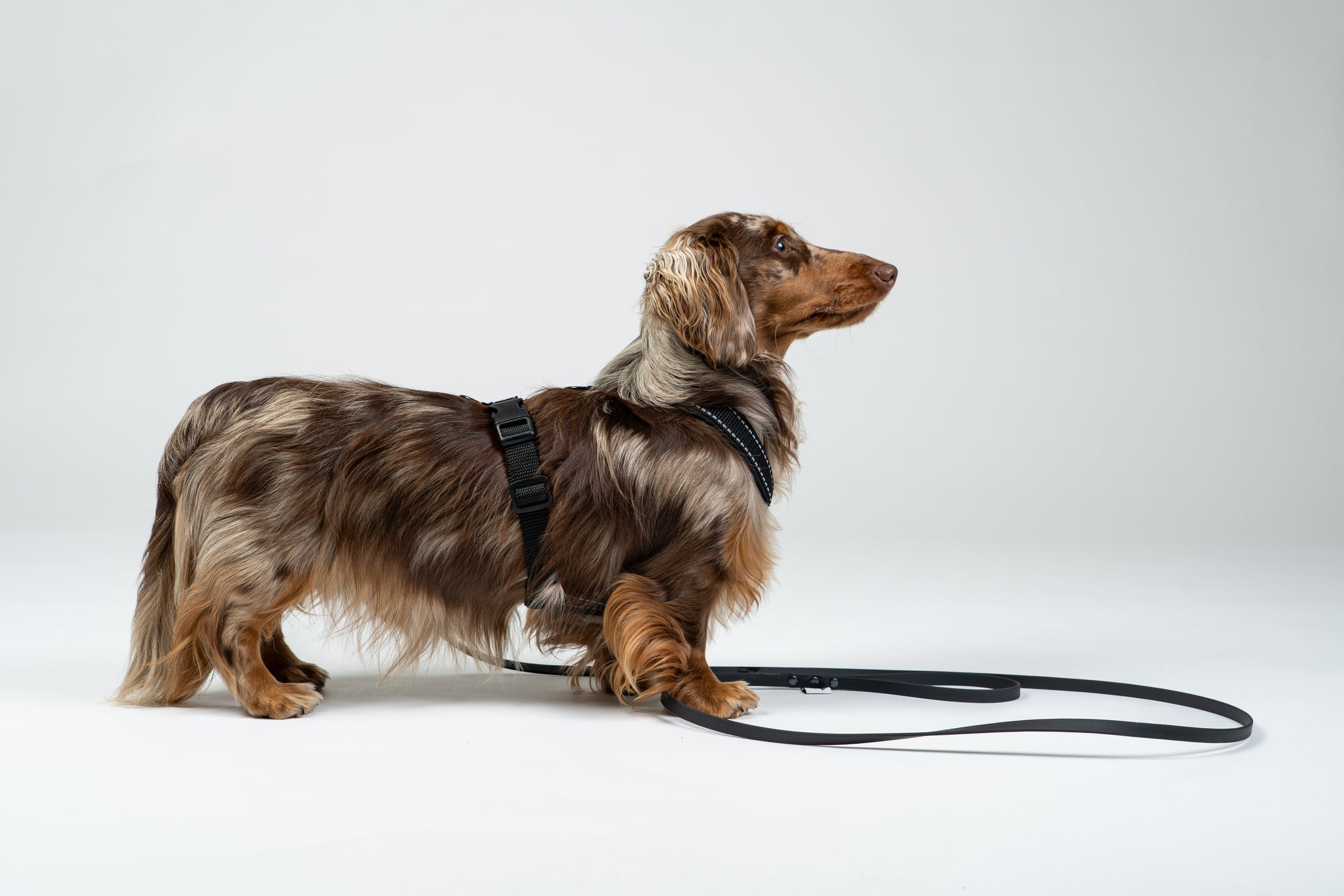 Zwergdackel im Karma Hund Geschirr – speziell entwickelt für Dackel-Proportionen.