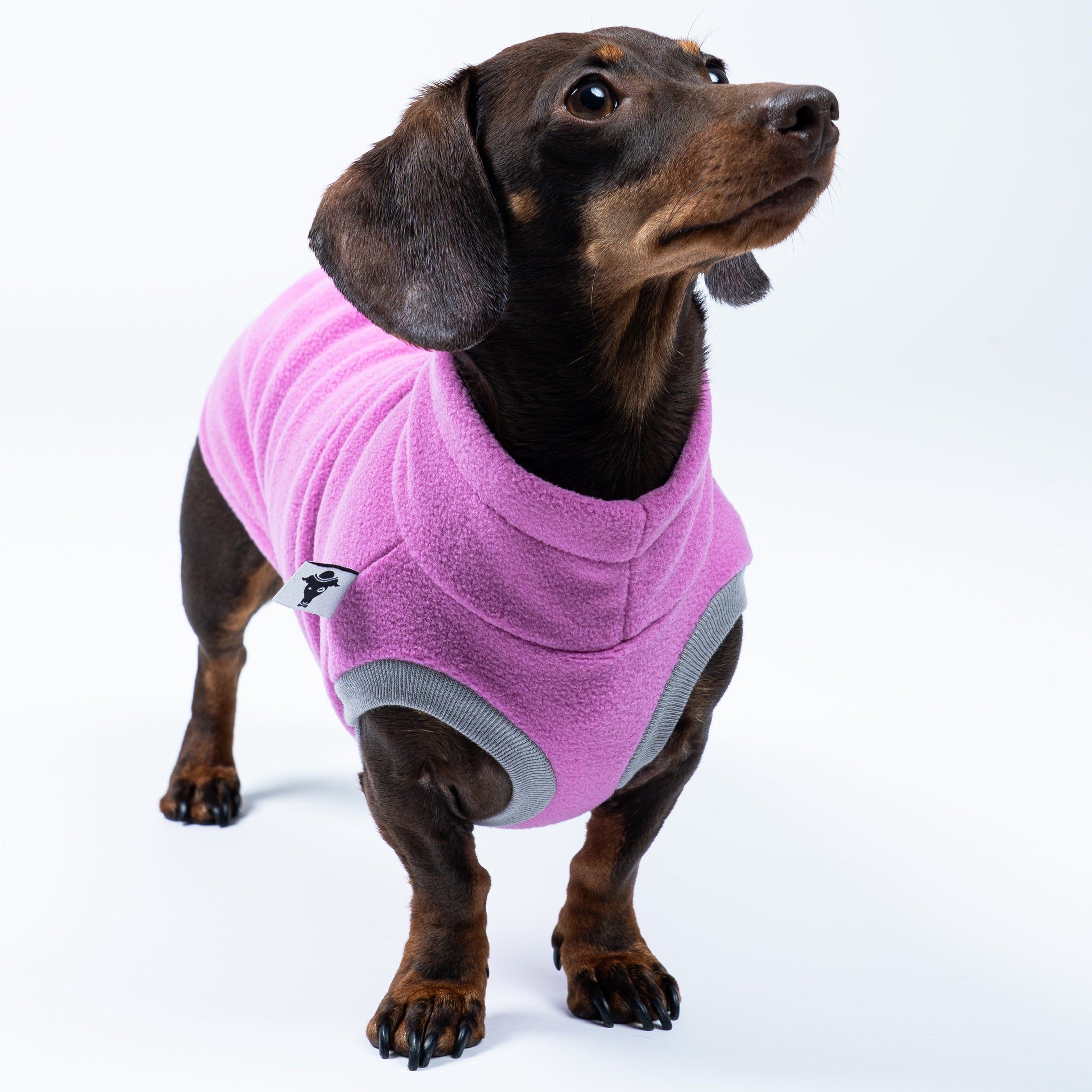 Dackel präsentiert Long Shirt in Bubblegum vor weißem Hintergrund – funktional und stilvoll