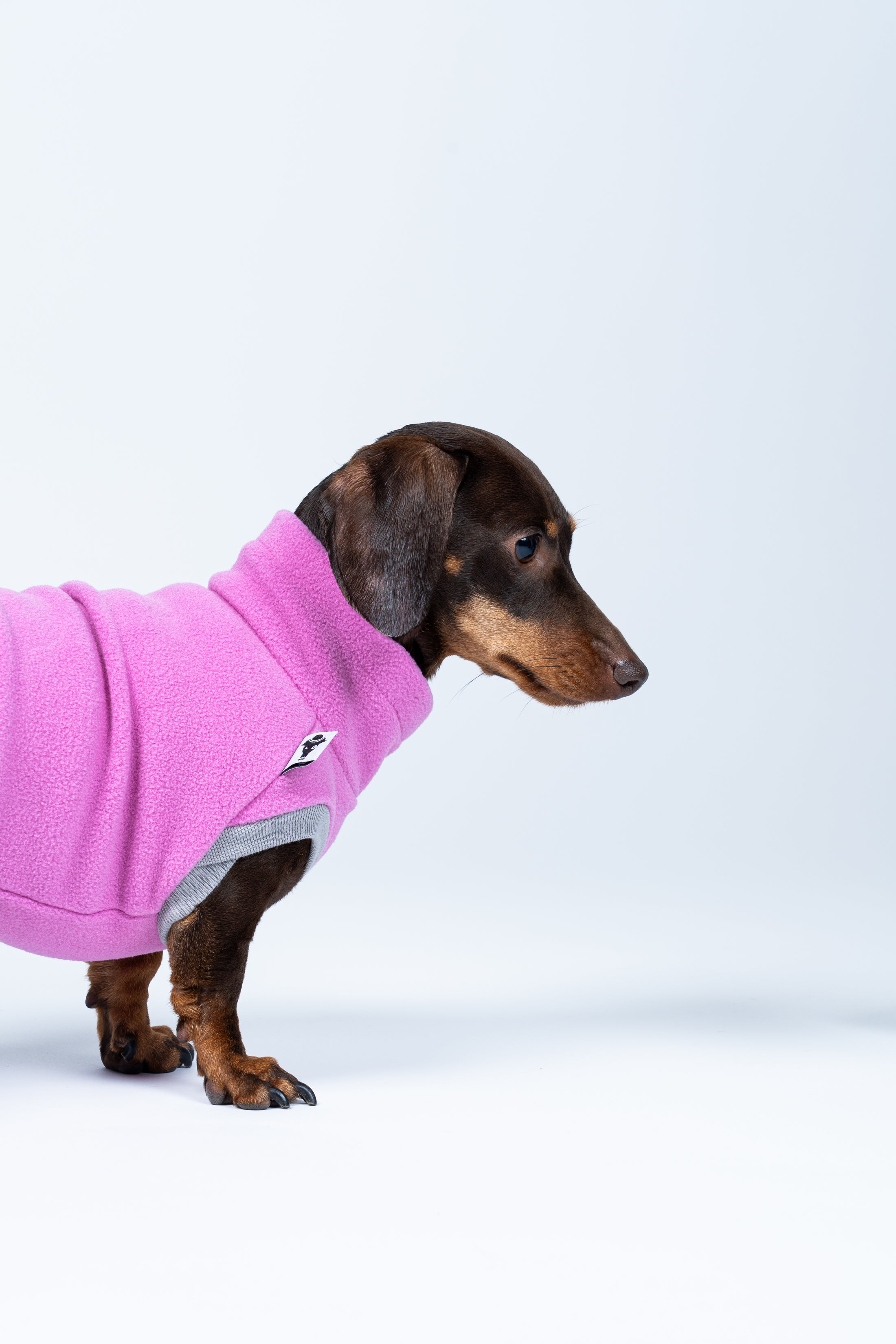 Dackel im Seitenprofil im Long Shirt in Bubblegum – perfekt für tiefe Brust undlangem Rücken