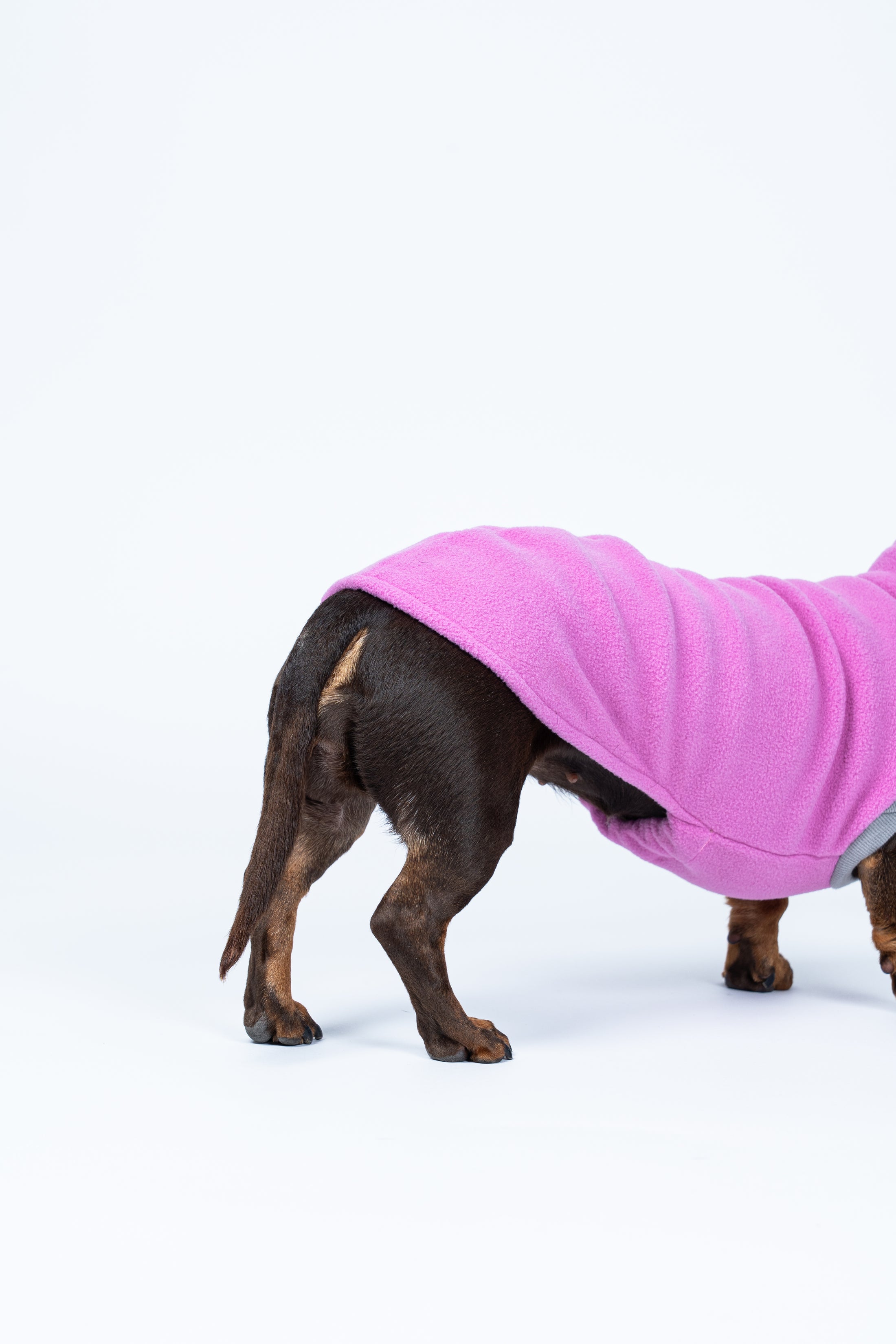 dackel im Long Shirt in Bubblegum – dezente Farbe, klare Passform, hoher Tragekomfort