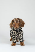 Bild in Galerie-Betrachter laden, Zwergdackel im Leoparden-Overall im Studio – funktionaler Hundeeinteiler für Alltag und Spaziergang.
