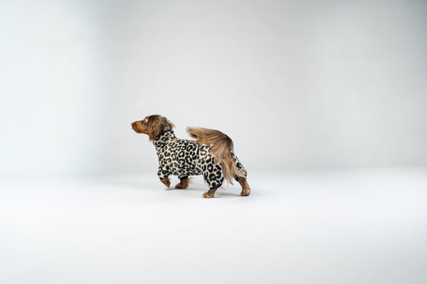 Fröhlicher Zwergdackel im Studiofoto mit Leo-Overall – stilvoller Hundeeinteiler für kalte Jahreszeiten.