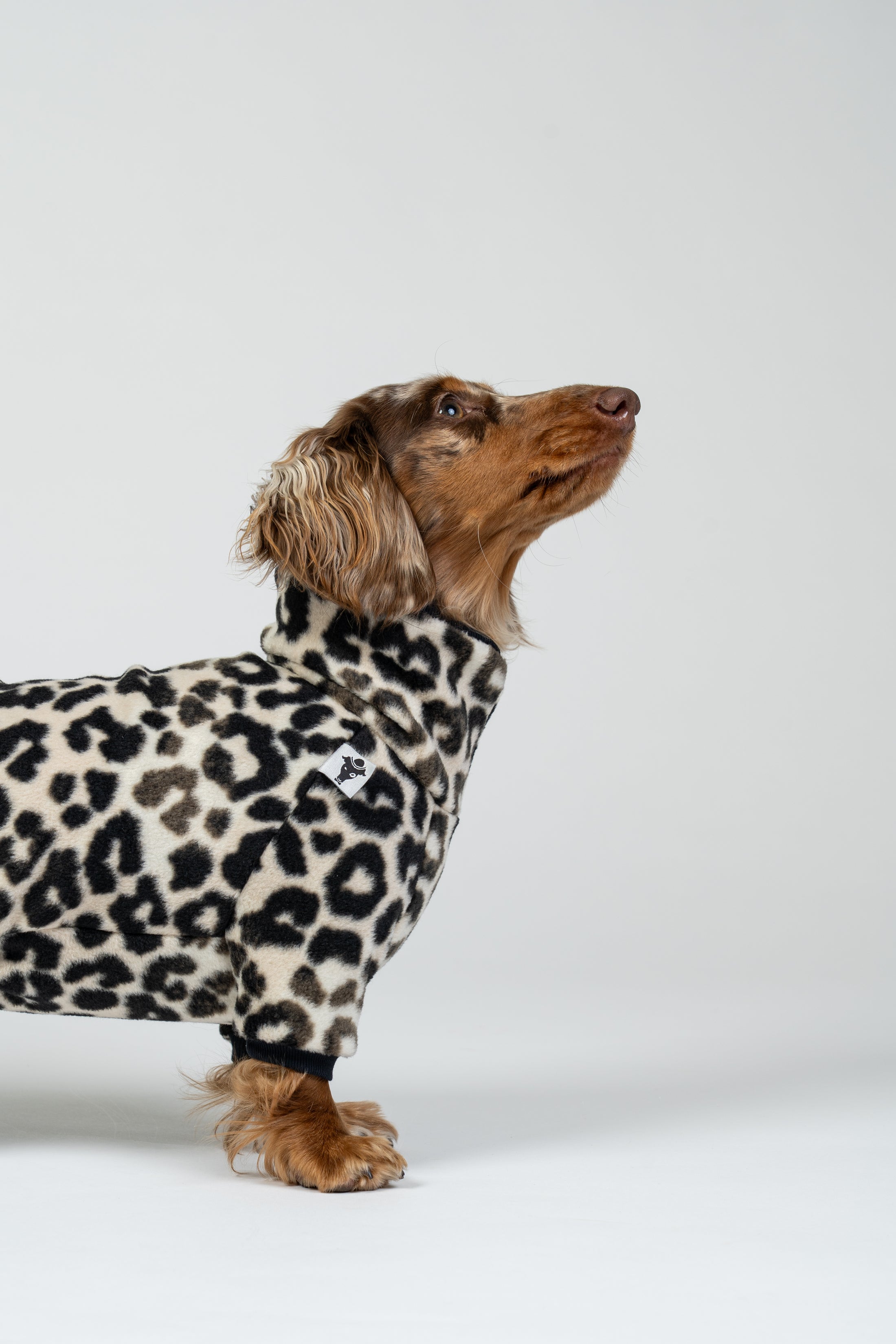 Zwergdackel steht stolz im Leoparden-Overall – perfekt sitzender Hundeeinteiler.
