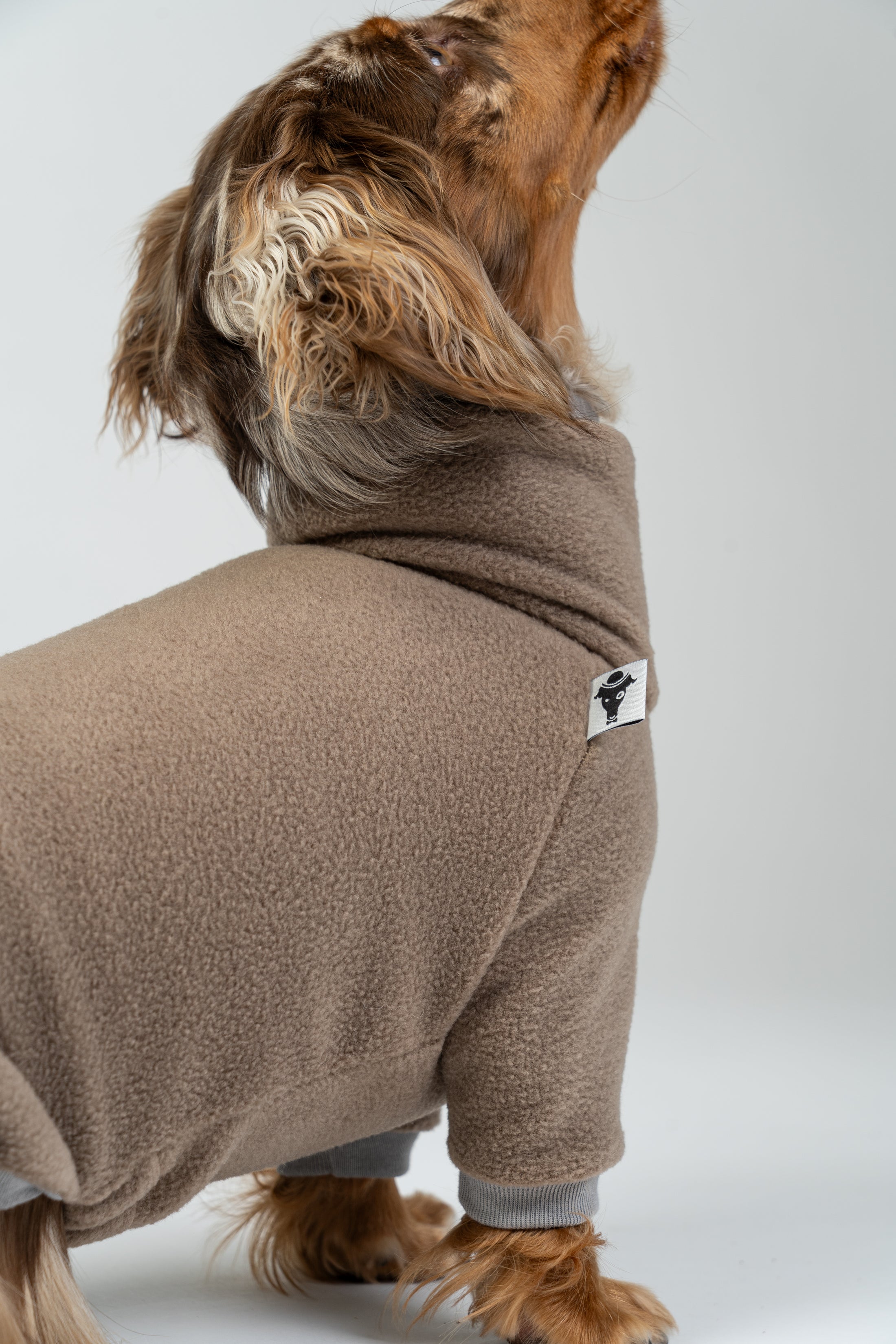 Zwergdackel im Walnut-Fleeceoverall – stilvoller, kuscheliger Hundeoverall im Studio.