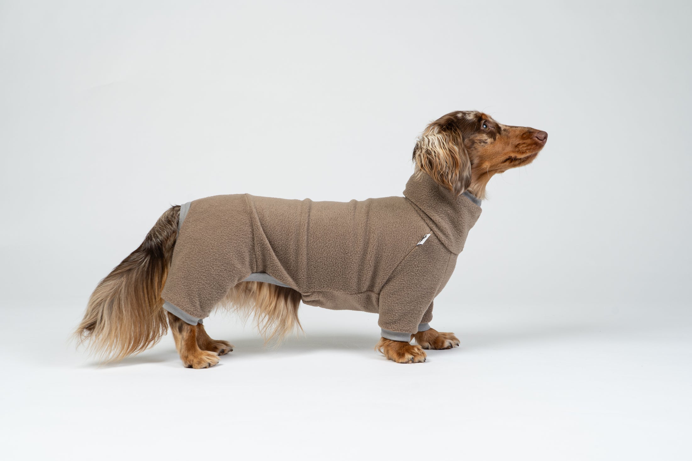 Langhaar-Zwergdackel im Studiofoto mit Walnut-Fleeceoverall – stilvolle Hundebekleidung.