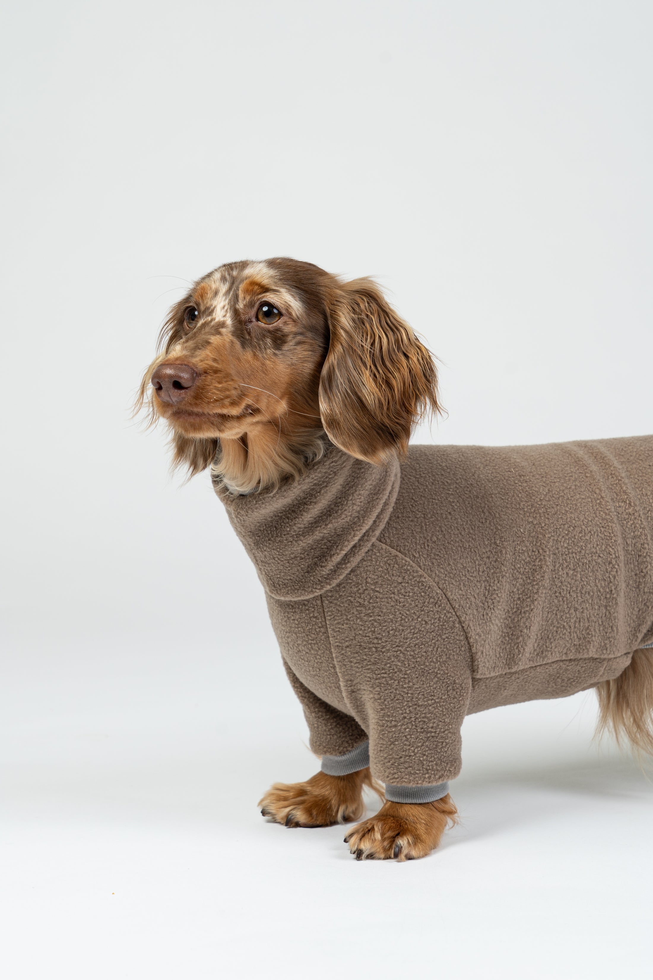 Zwergdackel im walnutfarbenen Hundeoverall – leichte, bequeme Passform für kleinen Hunde.