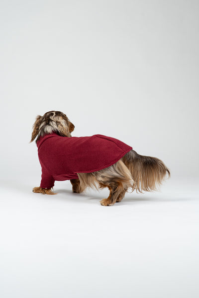 Langhaar-Dackel im Studiofoto mit Bordeaux-Fleece-Pullover – warme und stilvolle Hundebekleidung.