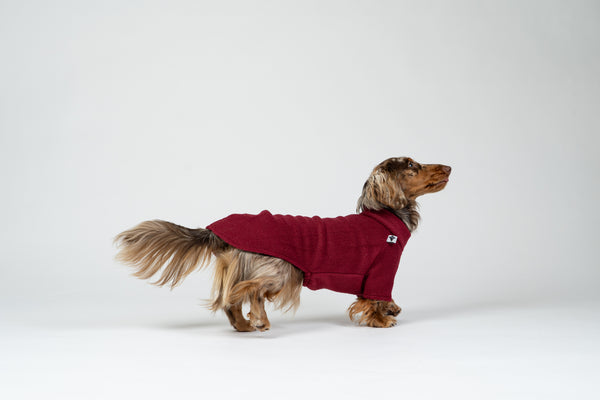 Dackel sitzt im bordeauxfarbenen Fleecepullover – komfortabler Pullover für kleine Hunde.