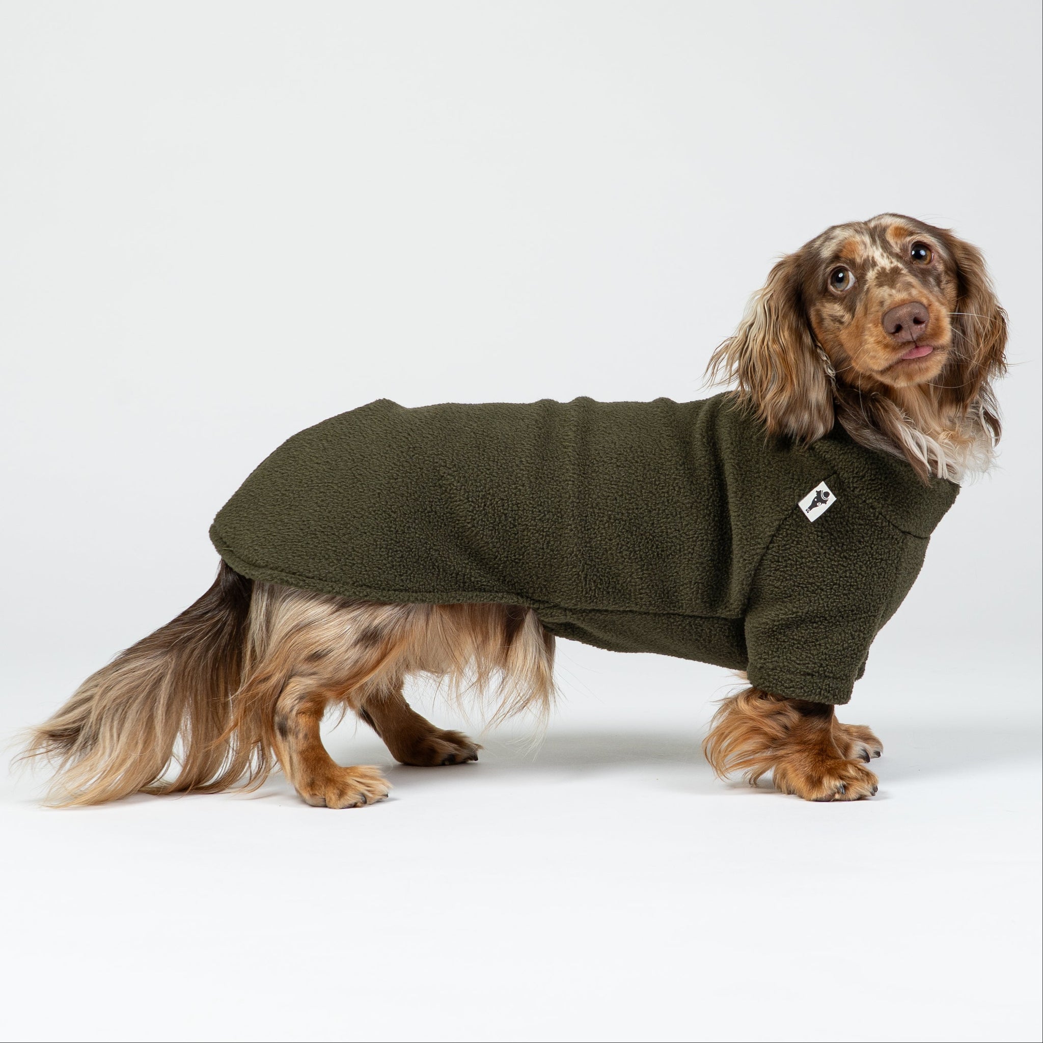 Dackel trägt dunkeloliven Fleece-Pullover – warmer, weicher Hundepullover im Studio.