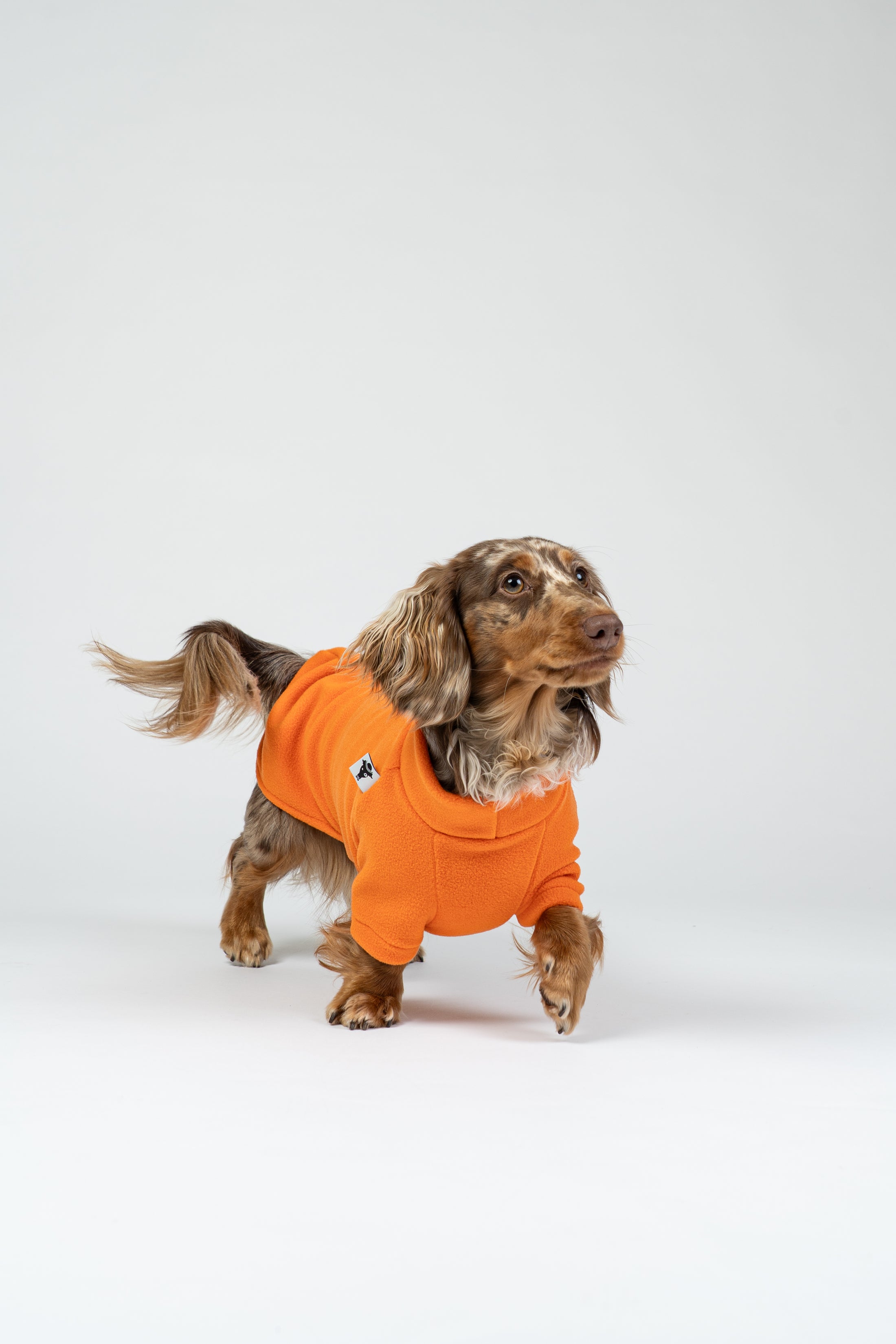 Zwergdackel posiert im orangefarbenen Fleecepullover – weiche, gemütliche Passform.