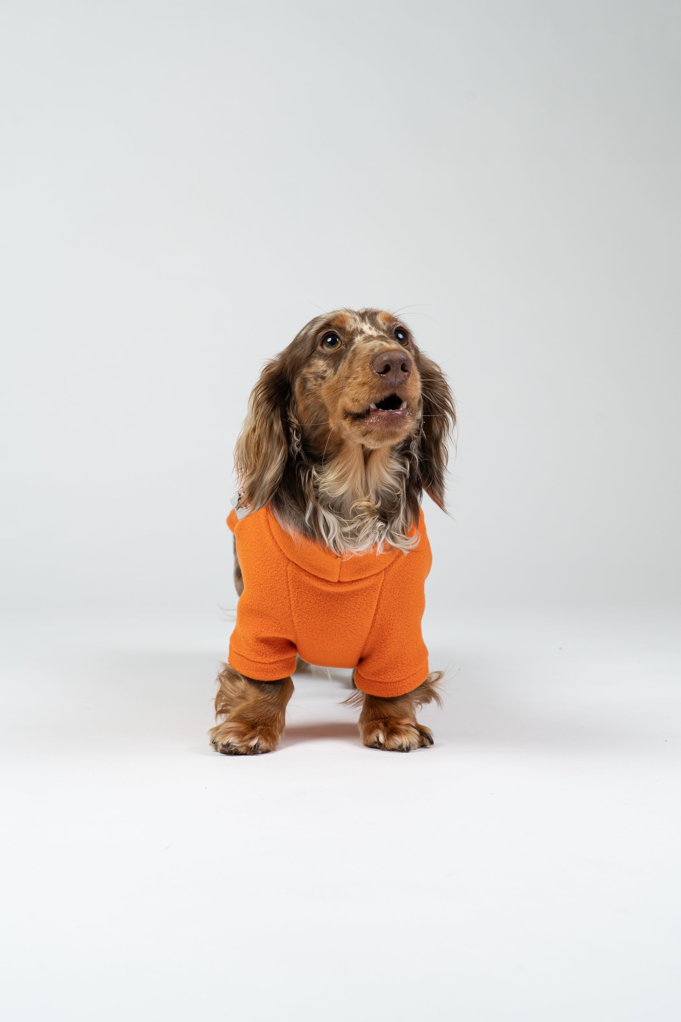 Langhaar-Dackel im leichten Orange-Fleece-Pullover – ideal für kühlere Tage.
