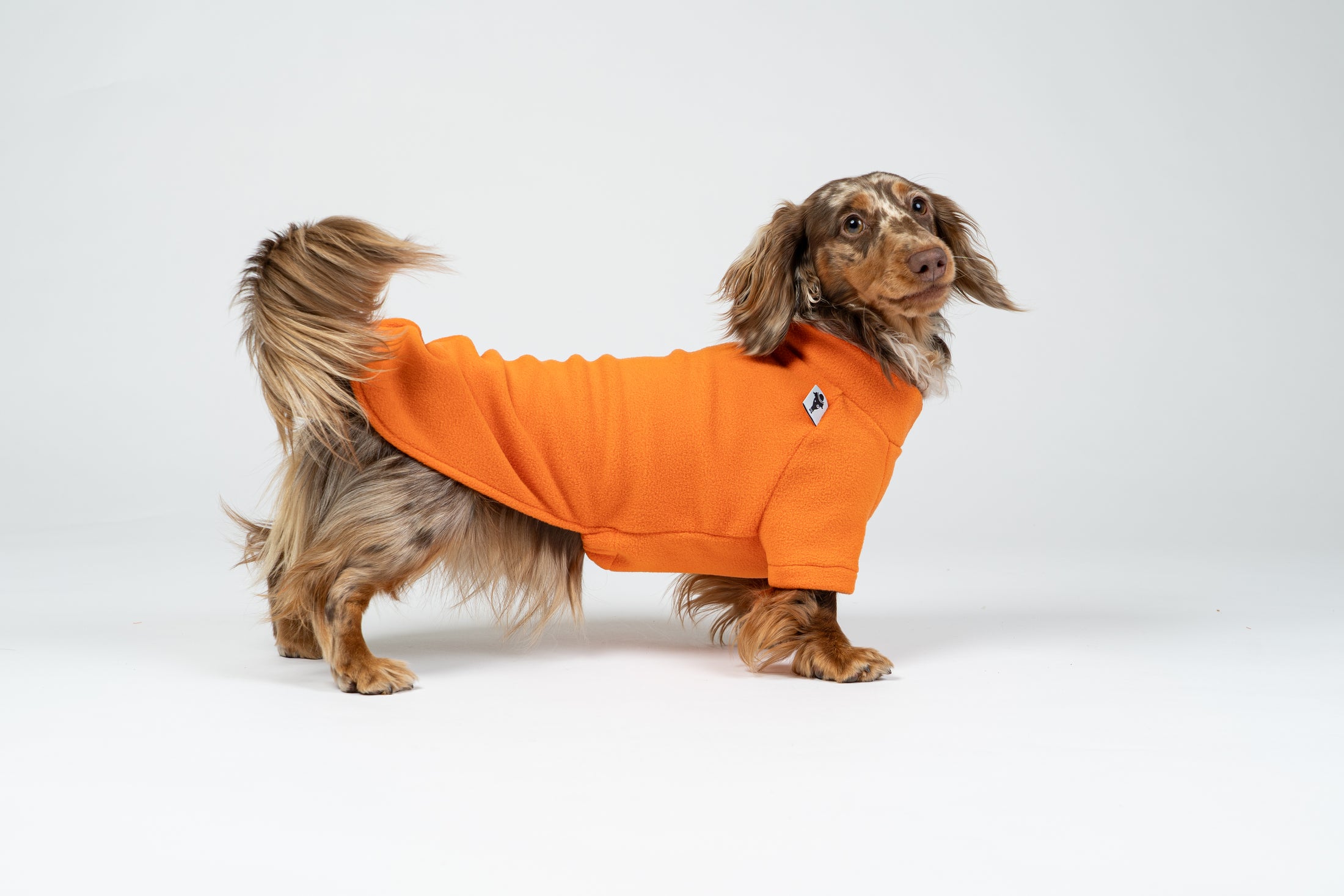 Dackel posiert im Orange-Fleecepullover – warme, komfortable Passform für Dackelproportionen.