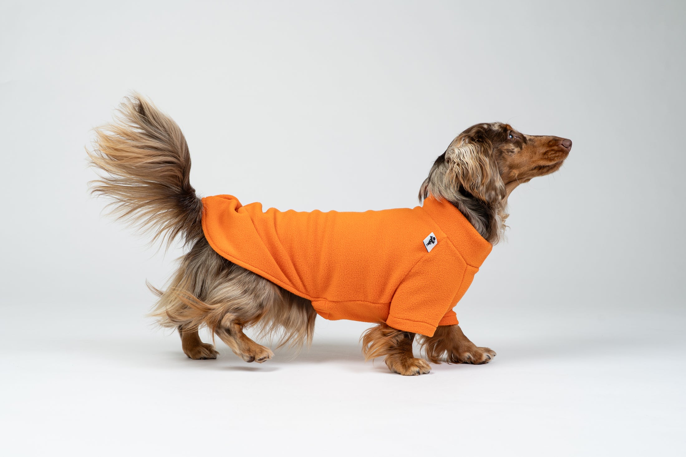 Dackel im kräftig orangefarbenen Fleece-Pullover – gemütlicher Hundesweater für Spaziergänge.