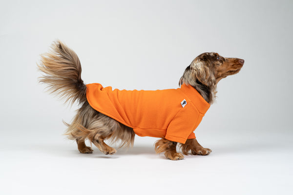 Dackel im kräftig orangefarbenen Fleece-Pullover – gemütlicher Hundesweater für Spaziergänge.