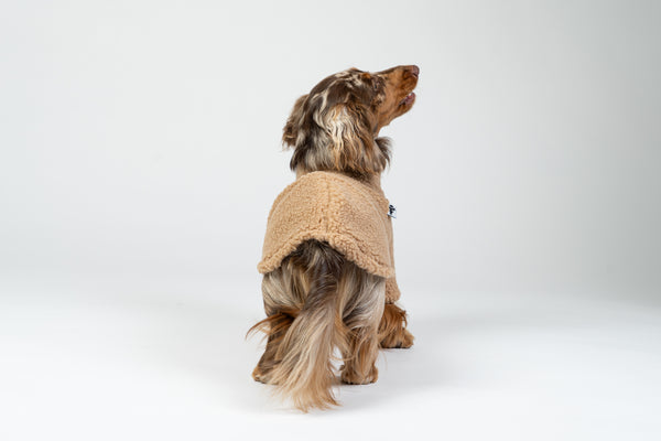 Zwergdackel im warmen Camel-Fleece-Teddy-Pullover – weicher, gemütlicher Hundepullover.