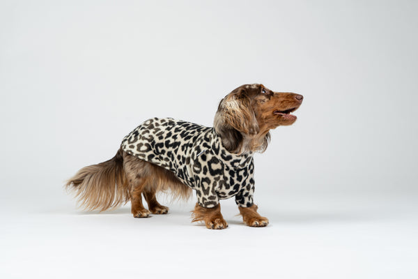 Weicher Leo-Pullover für kleine Hunde – Dackel-Passform für Wärme und Komfort.