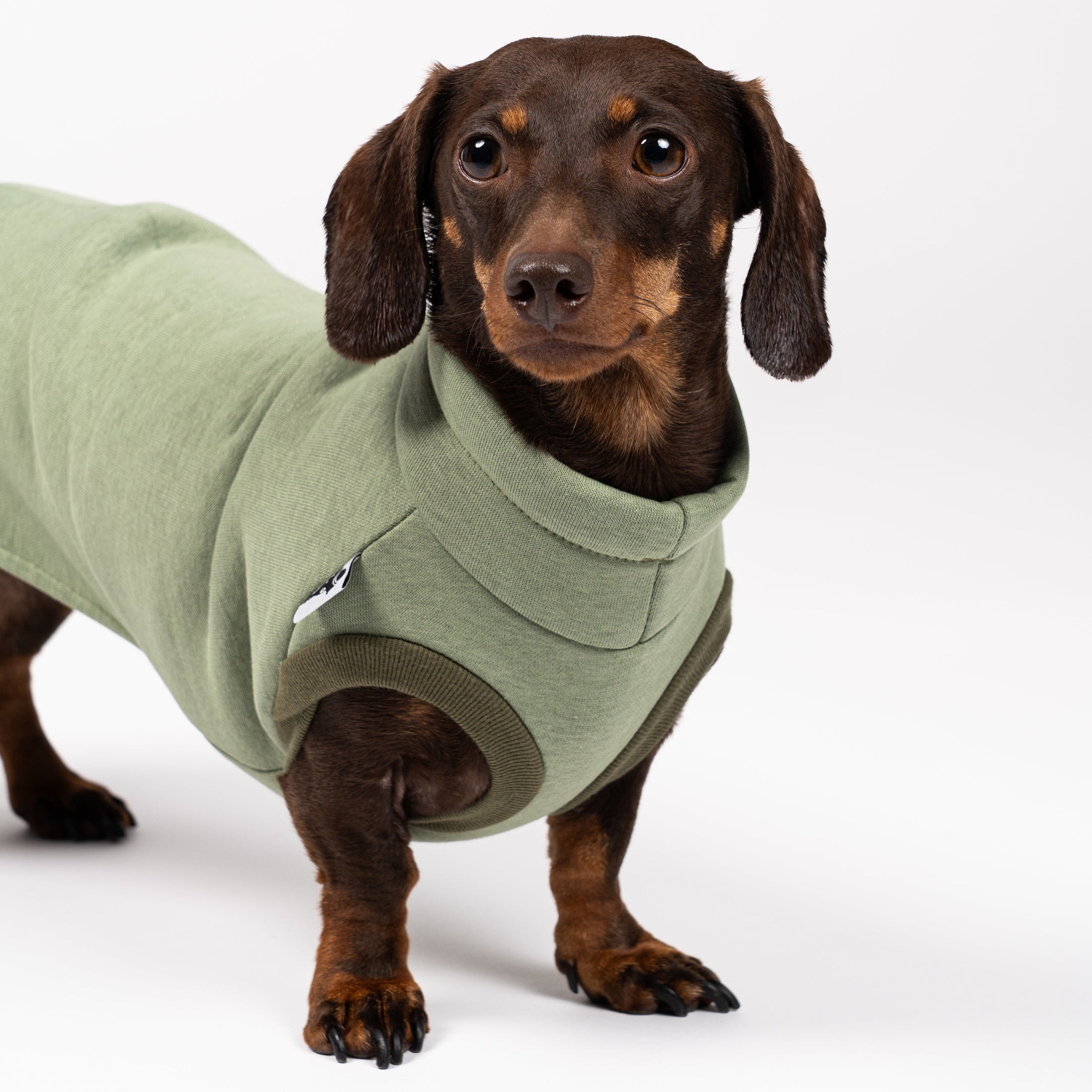 Dackel frontal im Sweat Shirt in Matcha – körpernaher Schnitt für den langen Rücken