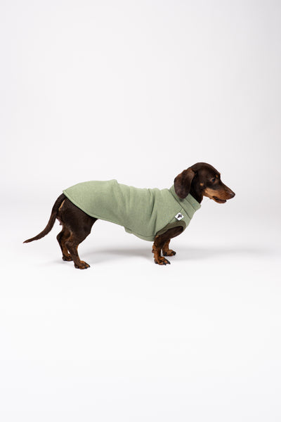 Langer Rücken, kurzer Lauf – Dackel trägt körpernahes Sweat Shirt in zartem Matcha-Grün