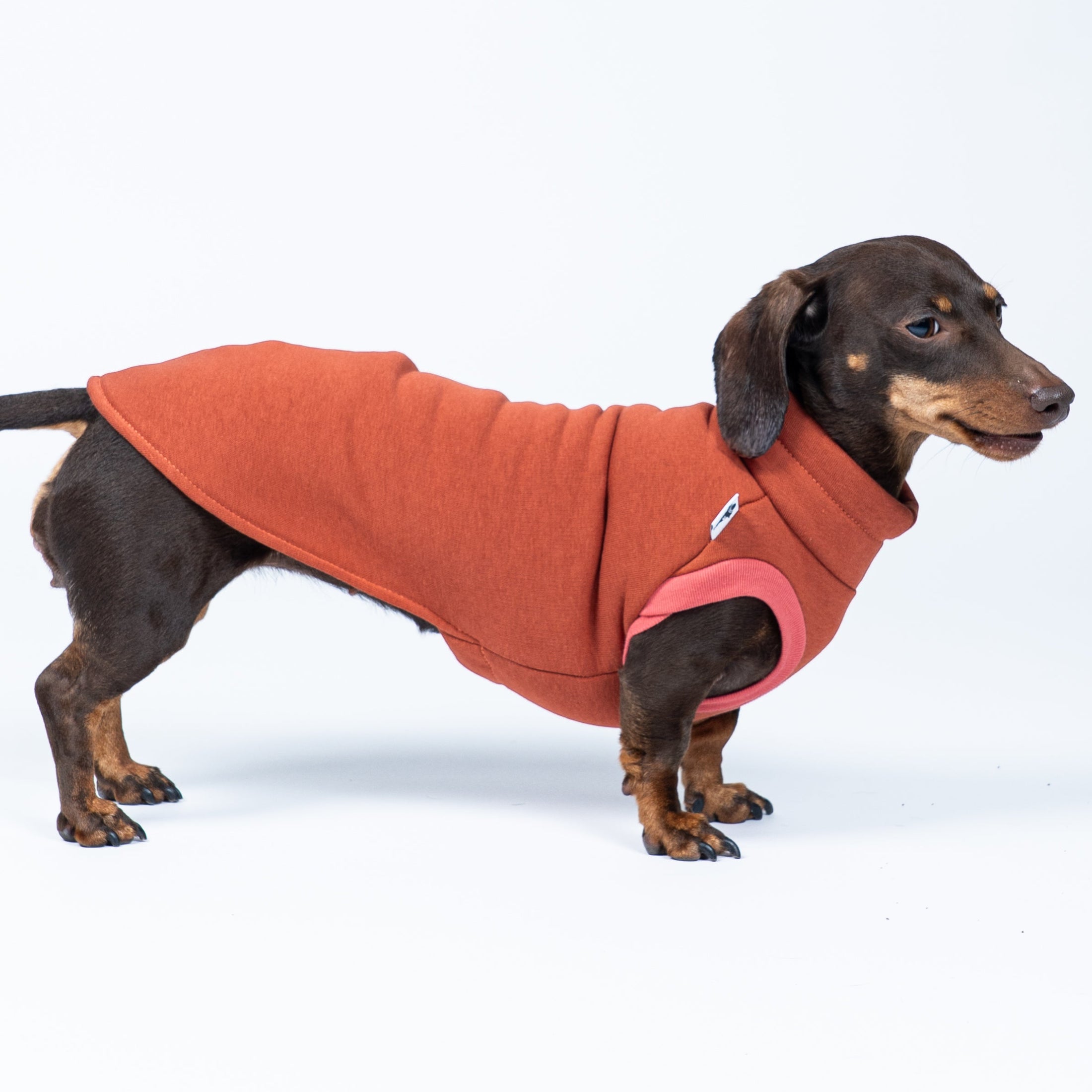 Dackel trägt Sweat Shirt aus Baumwollfleece in Terracotta – warm, weich und stilvoll