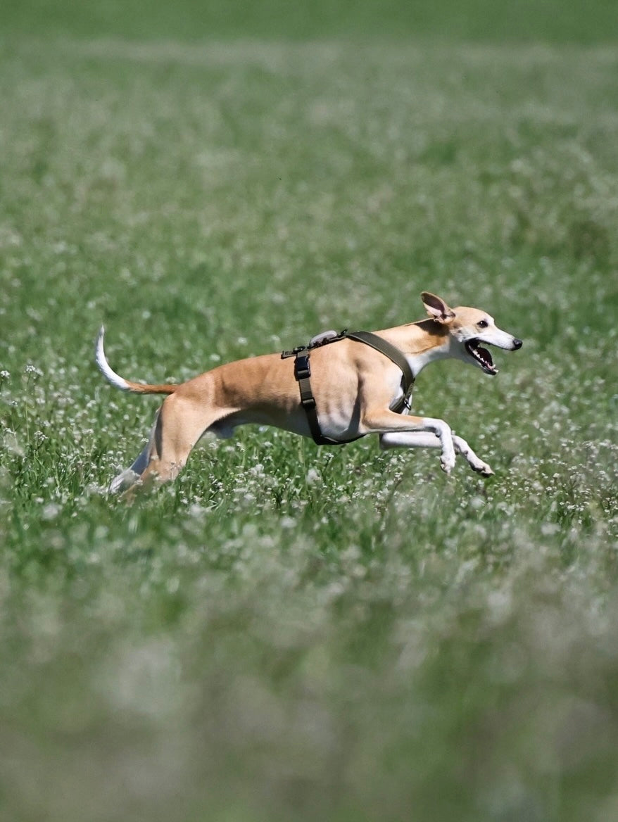 FOR SIGHTHOUNDS