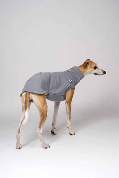 Whippet trägt windhundgerechtes Fleece-Shirt in Hellgrau – perfekt geschnitten für schmale Körper