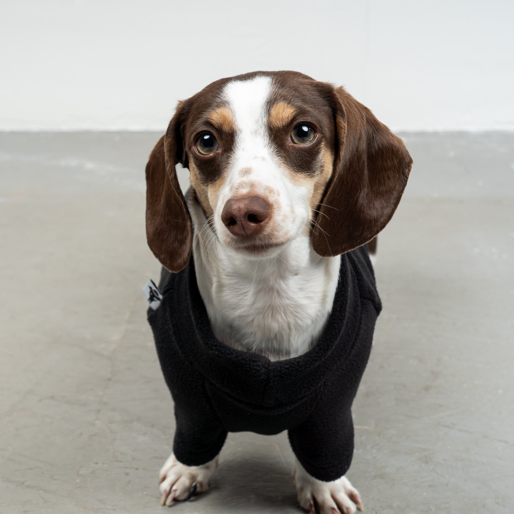 PULLOVER Dackel Schwarz