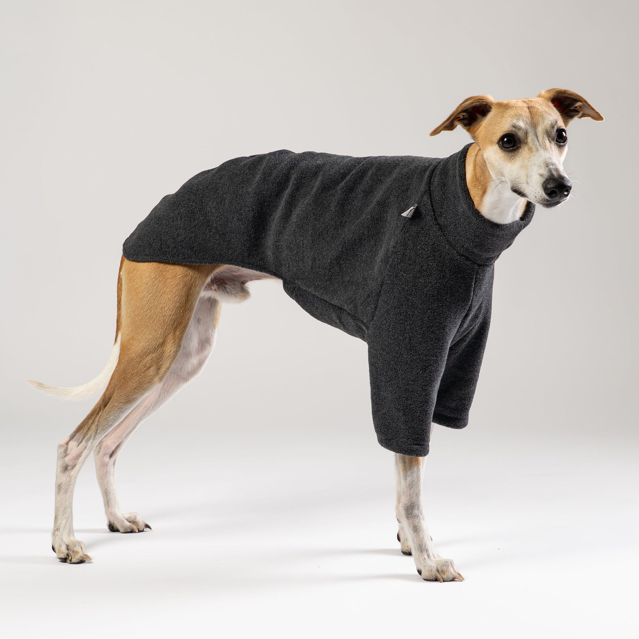 Whippet im Karma Hund Fleece-Pullover in Anthrazit – stilvolle und funktionale Hundemode im Studio.