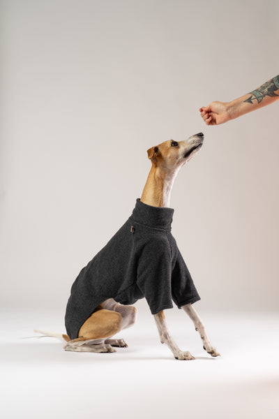 Whippet posiert im anthrazitfarbenen Karma Hund Fleece-Pullover – modernes Hunde-Outfit mit sportlicher Note.