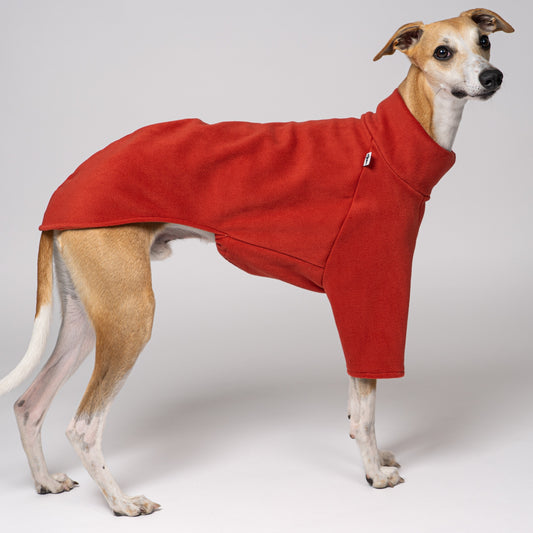 Junger Whippet Rüde trägt Fleece-Pullover in Terracotta – funktionale und stilvolle Kleidung für Windhunde