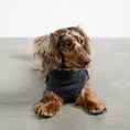 Bild in Galerie-Betrachter laden, Fleece Shirt Dackel Anthrazit – Close-up am Hund – hochwertige Hundekleidung von Karma Hund
