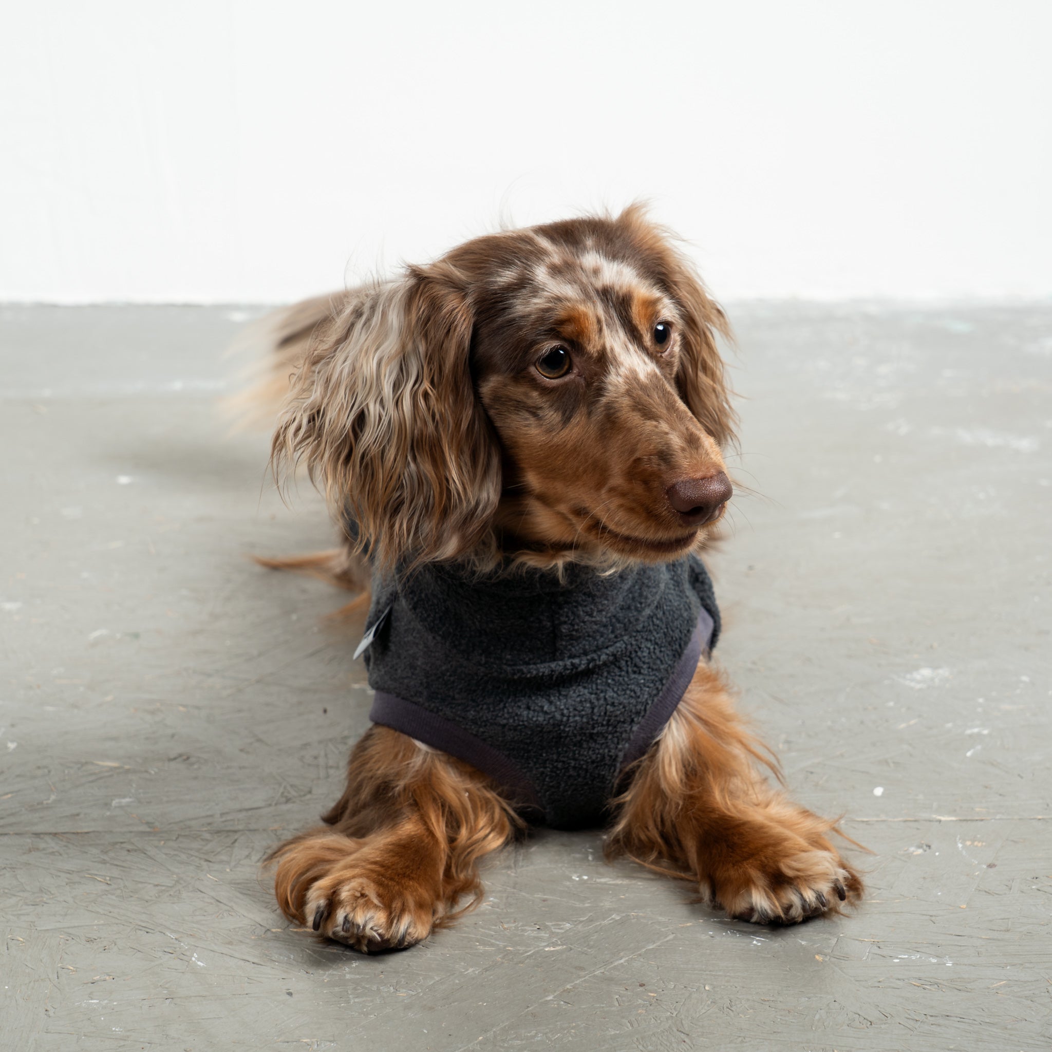 Fleece Shirt Dackel Anthrazit – Close-up am Hund – hochwertige Hundekleidung von Karma Hund