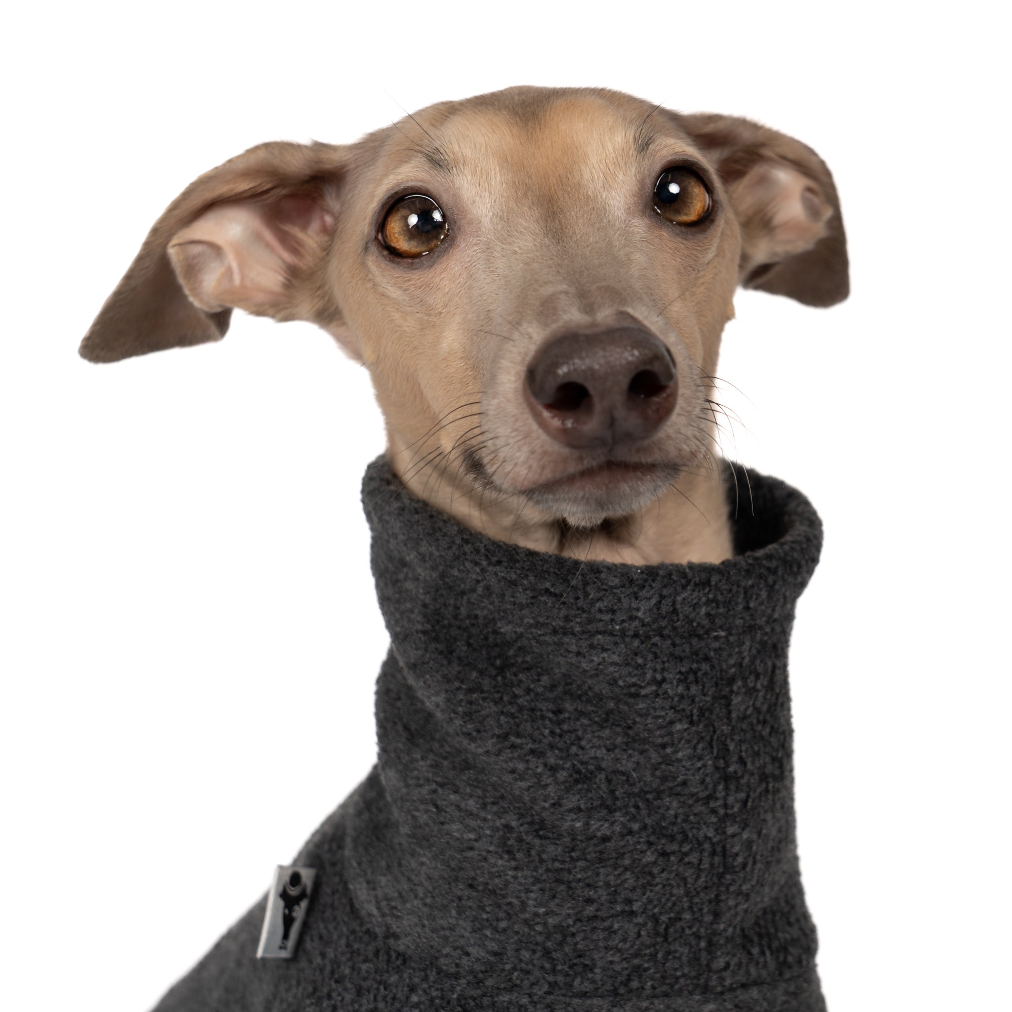 Fleece Shirt Iggy Anthrazit – Close-up am Hund – hochwertige Hundekleidung von Karma Hund