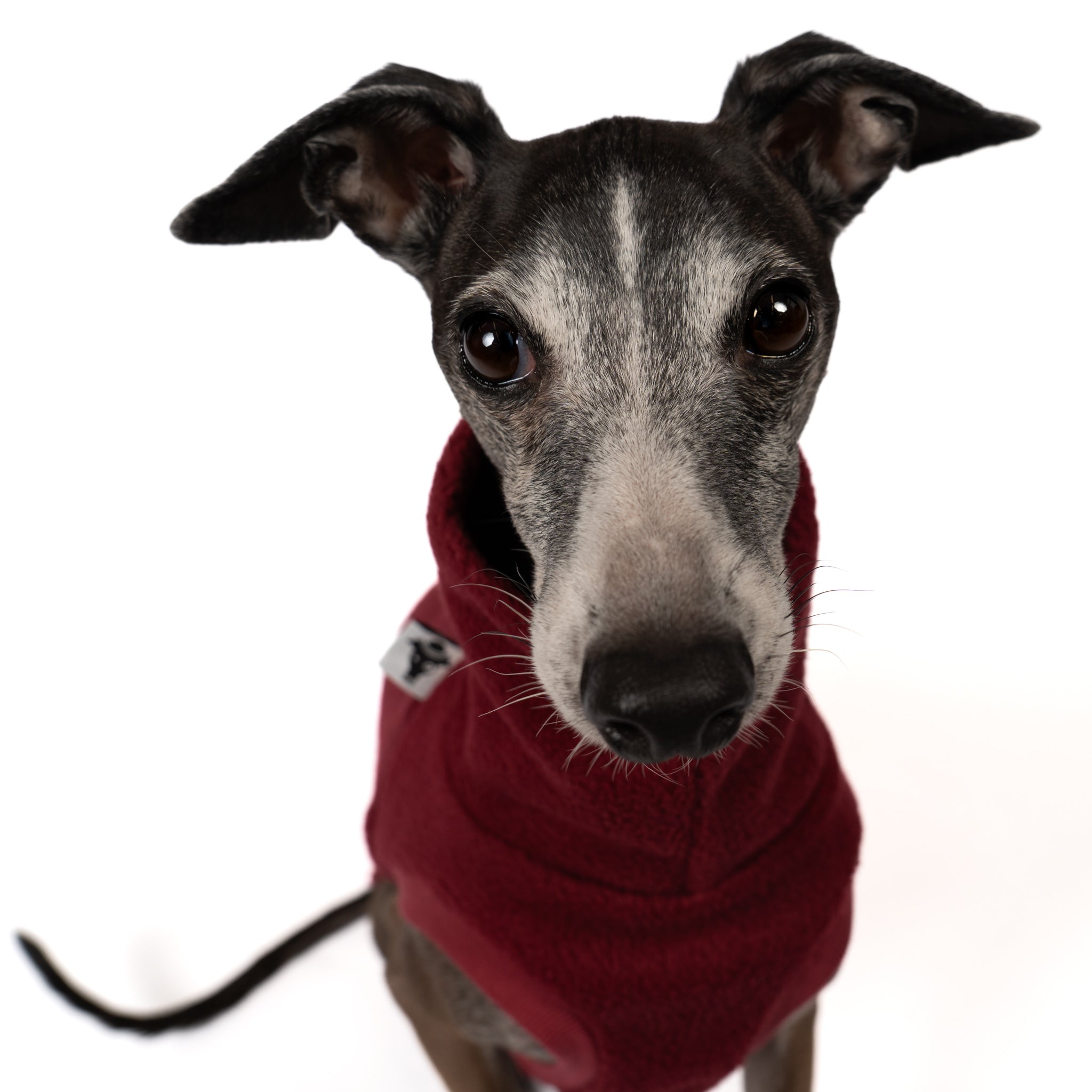 Fleece Shirt Iggy Bordeaux – Close-up am Hund – hochwertige Hundekleidung von Karma Hund