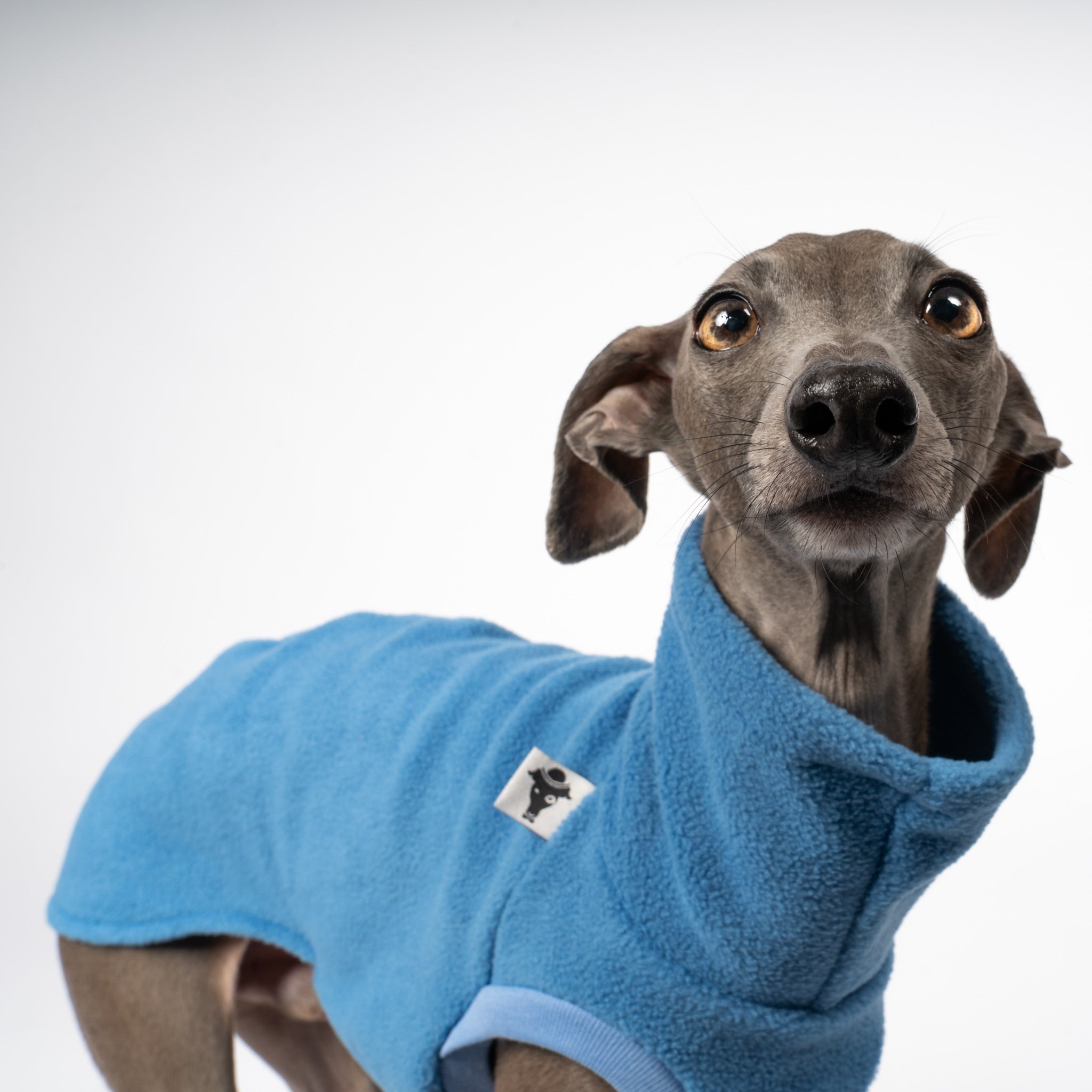 Fleece Shirt Iggy Sky Blue – Close-up am Hund – hochwertige Hundekleidung von Karma Hund