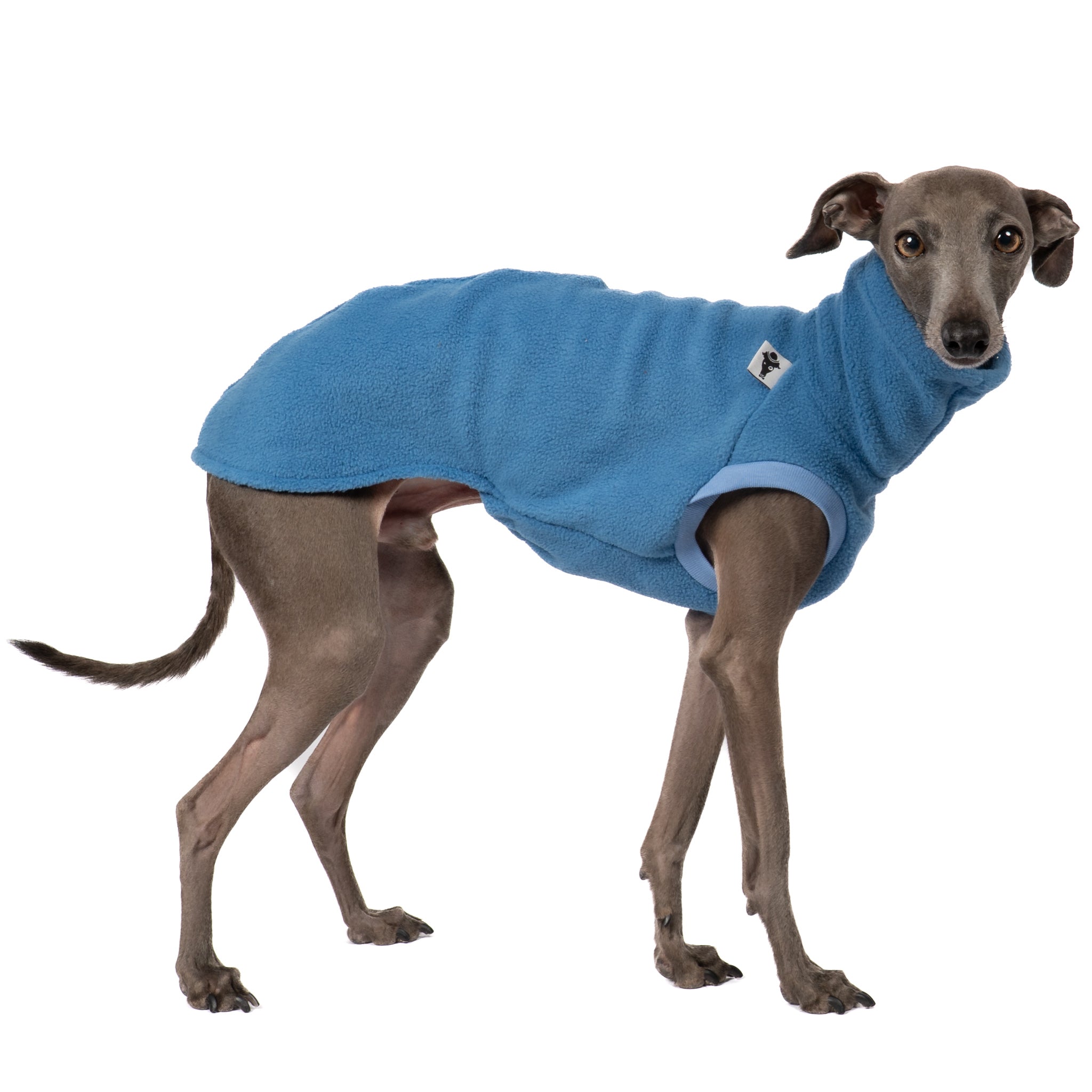 Fleece Shirt Iggy Sky Blue – hochwertige Hundekleidung für Dackel, Windspiele und Windhunde von Karma Hund Berlin – Ganzkörperansicht am Hund