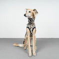Bild in Galerie-Betrachter laden, FLEECE SHIRT Windhund Leo

