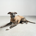 Bild in Galerie-Betrachter laden, FLEECE SHIRT Windhund Camel
