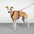 Bild in Galerie-Betrachter laden, SOFTSHELL HUNDEGESCHIRR Windhund Weinrot
