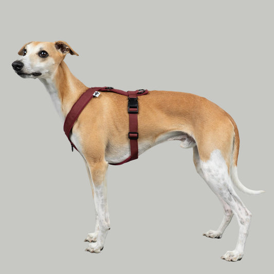 SOFTSHELL HUNDEGESCHIRR Windhund Weinrot