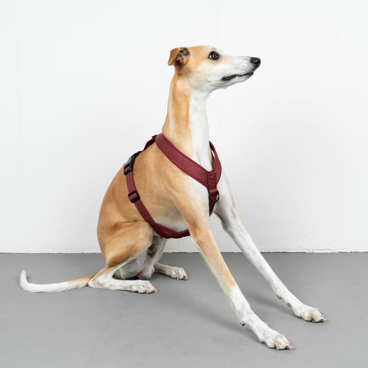 SOFTSHELL HUNDEGESCHIRR Windhund Weinrot