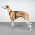 Bild in Galerie-Betrachter laden, SOFTSHELL HUNDEGESCHIRR Windhund Weinrot

