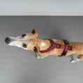 Bild in Galerie-Betrachter laden, SOFTSHELL HUNDEGESCHIRR Windhund Weinrot
