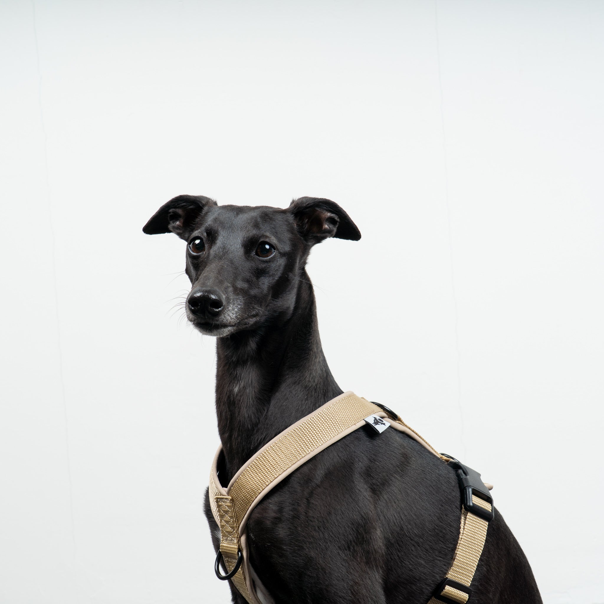 SOFTSHELL HUNDEGESCHIRR Windhund Sand