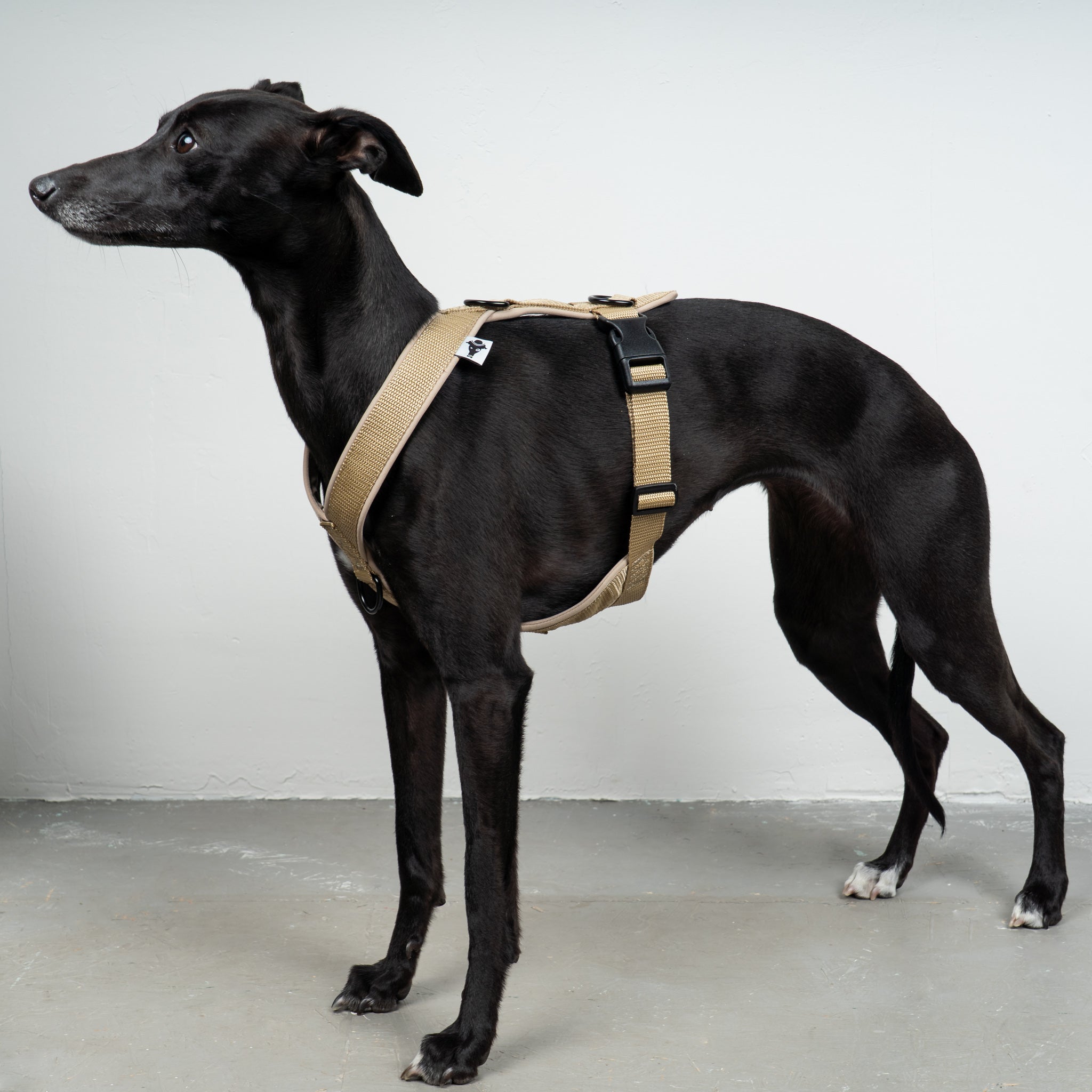 SOFTSHELL HUNDEGESCHIRR Windhund Sand