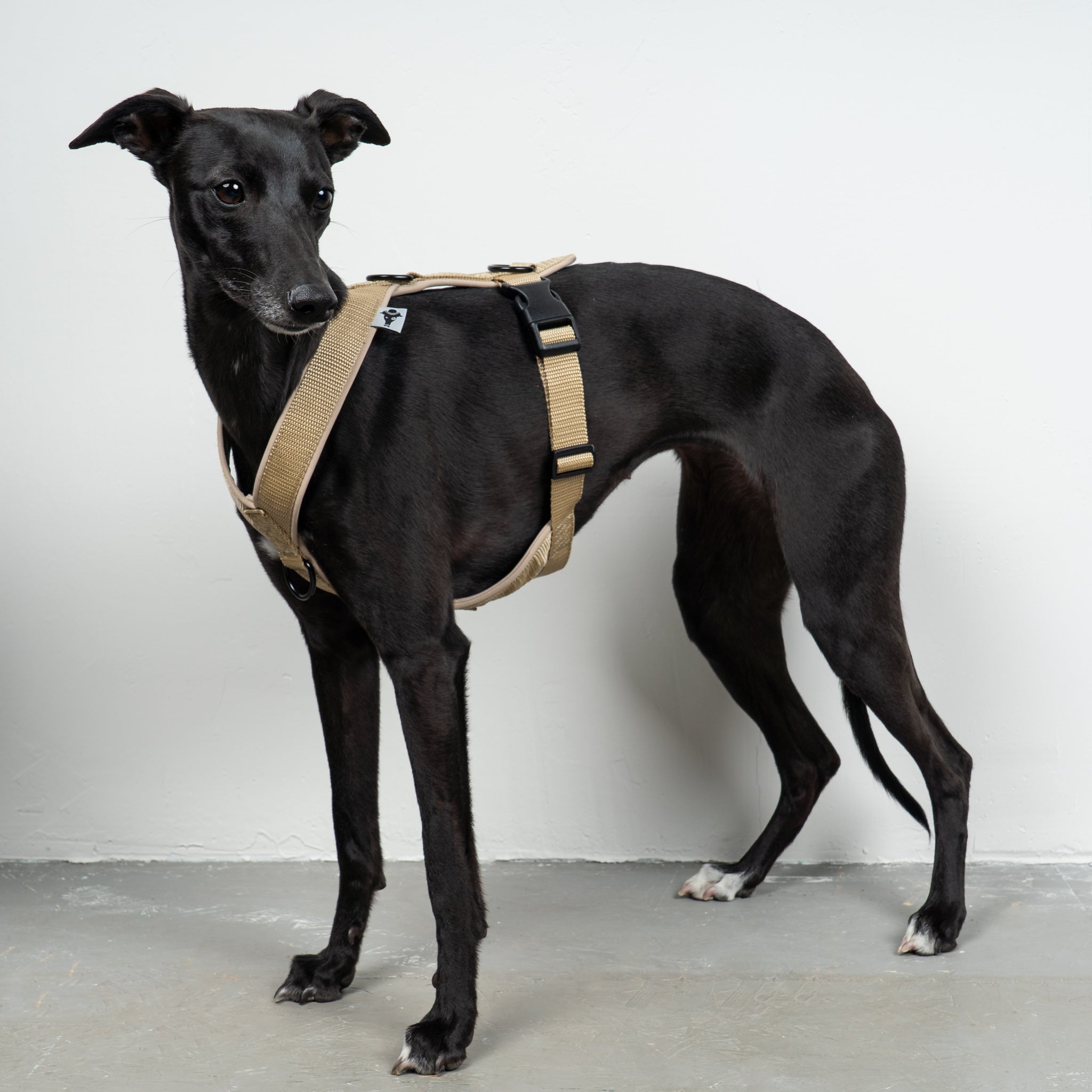 SOFTSHELL HUNDEGESCHIRR Windhund Sand